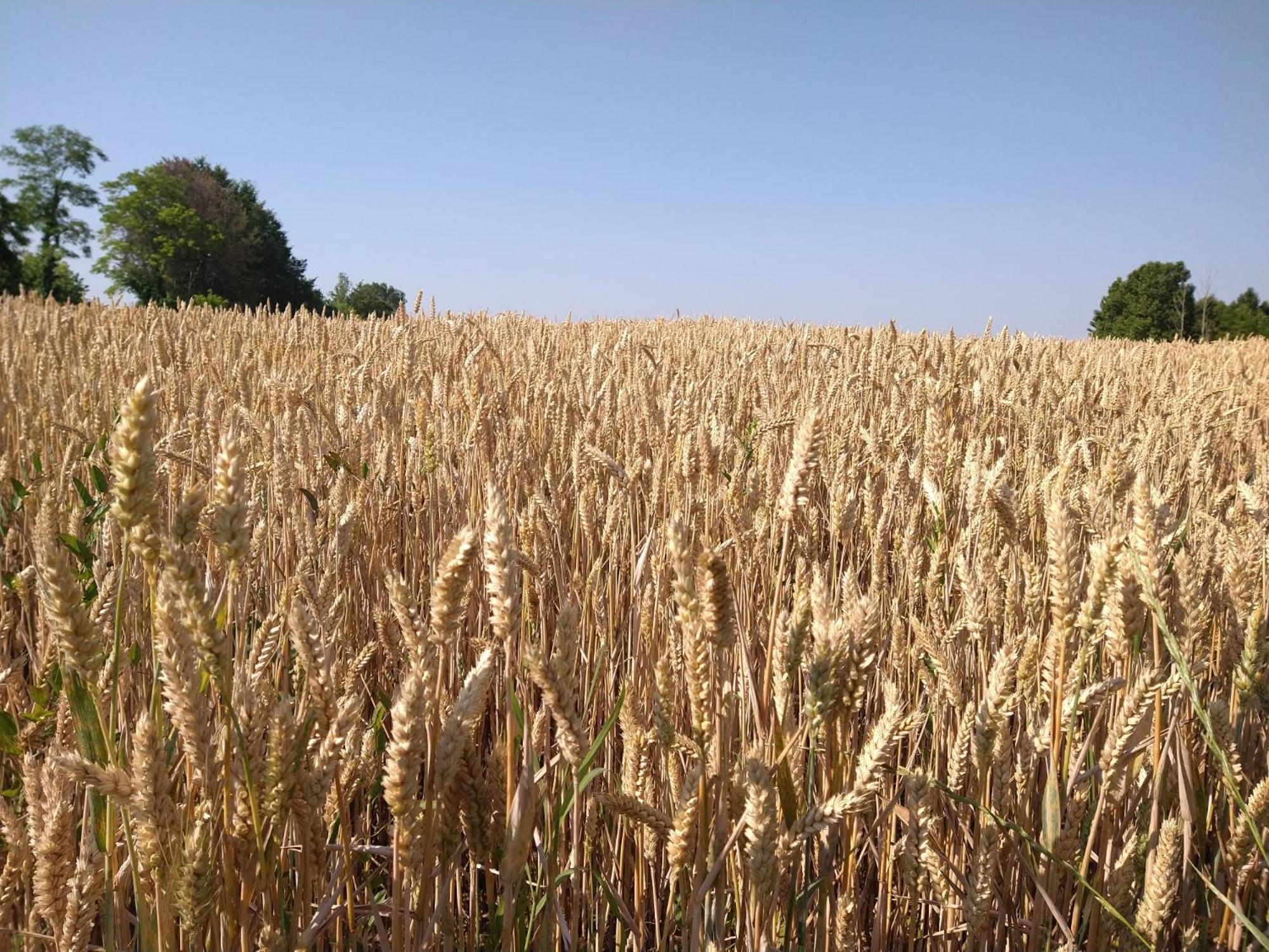 Agriturismo Verdecielo Padua Buitenkant foto